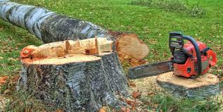Best Tree Removal  in Stanton, KY