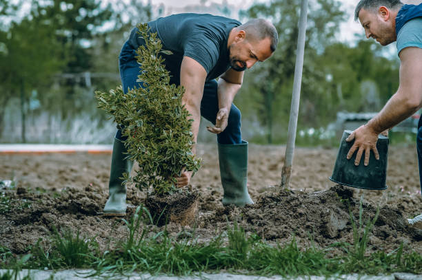 Best Tree Health Inspection  in Stanton, KY