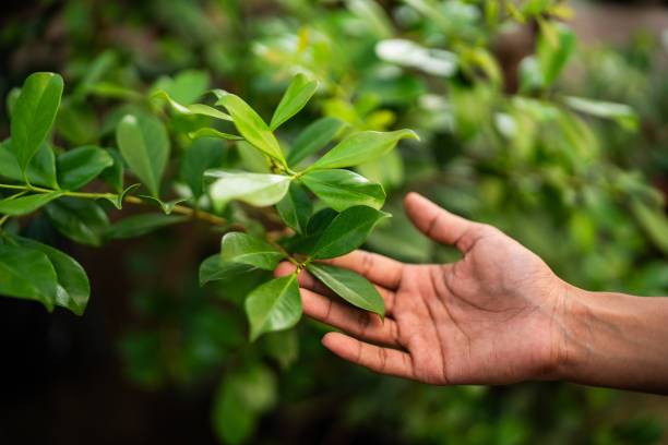 How Our Tree Care Process Works  in  Stanton, KY