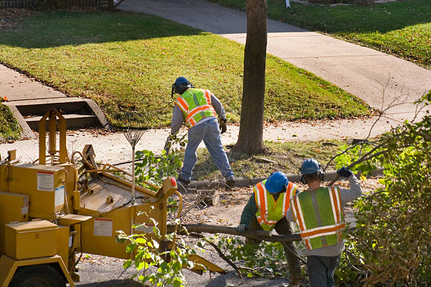 Stanton, KY Tree Services Company