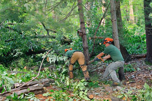 Best Tree Preservation Services  in Stanton, KY