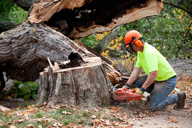 Best Tree Trimming and Pruning  in Stanton, KY