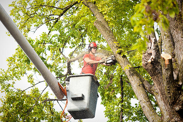 Best Firewood Processing and Delivery  in Stanton, KY